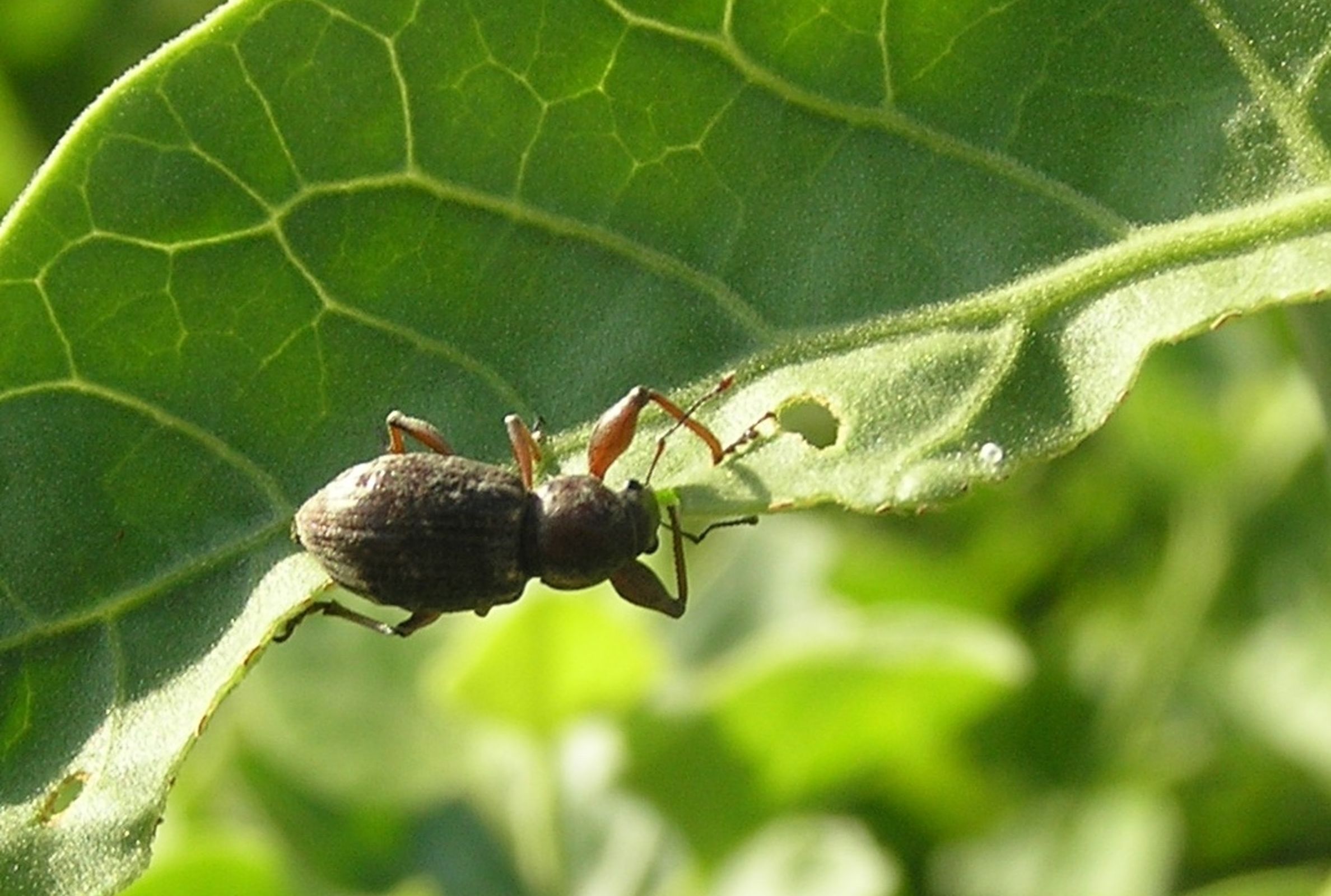 Galapaganus conwayensis feeding on saltbush leaf, Cryptocarpus pyriformis. Photo: J. Rosado.